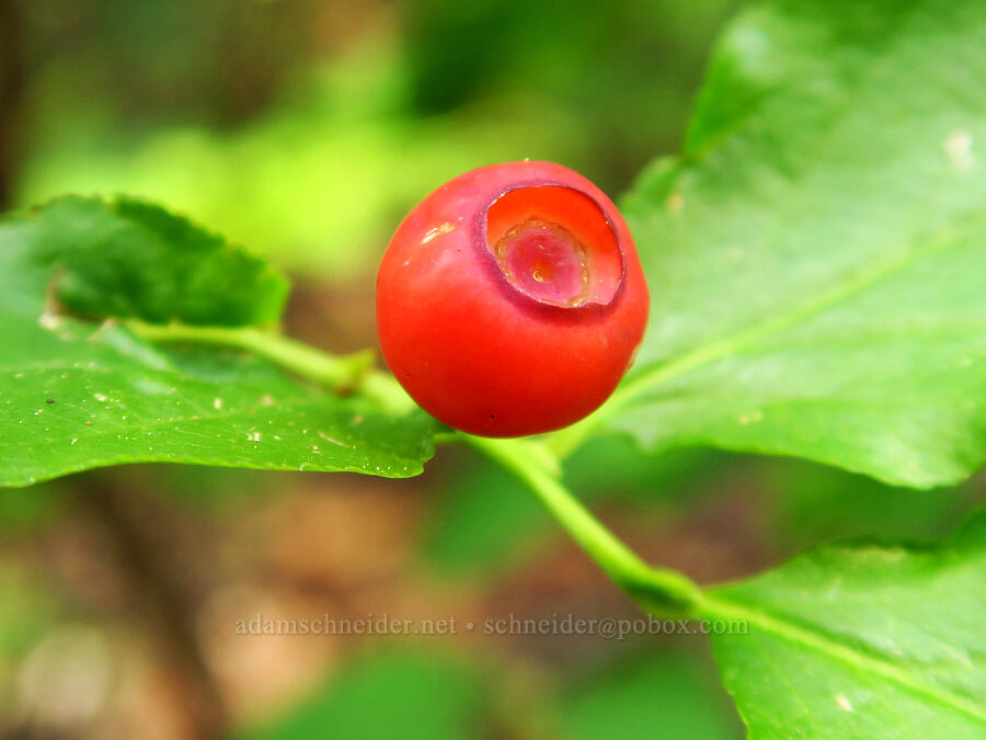Siskiyou Mountains huckleberry (Vaccinium coccineum (Vaccinium membranaceum)) [Frog Pond Trailhead, Rogue River-Siskiyou National Forest, Siskiyou County, California]