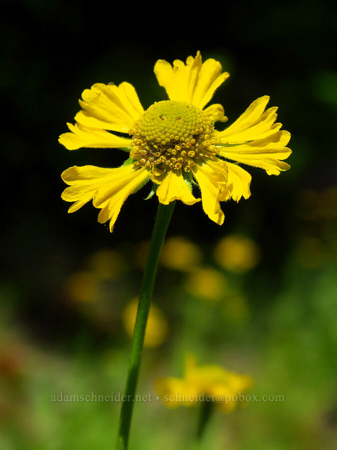 Bigelow's sneeze-weed (Helenium bigelovii) [Forest Road 1040, Rogue River-Siskiyou National Forest, Josephine County, Oregon]