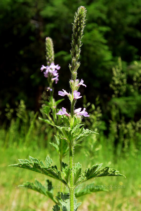 western vervain (Verbena lasiostachys) [Forest Road 1040, Rogue River-Siskiyou National Forest, Josephine County, Oregon]