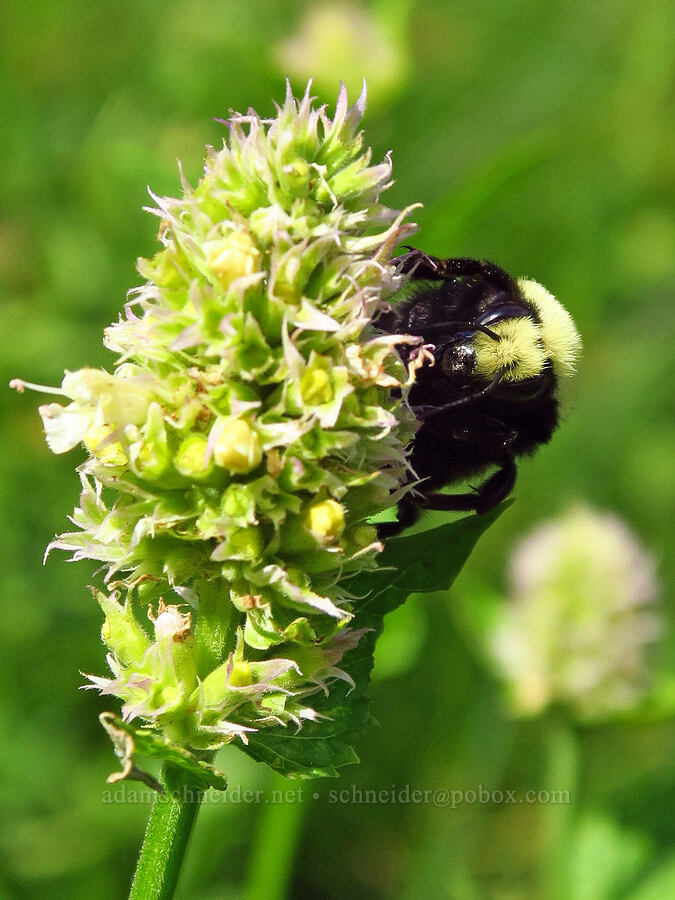 bumblebee on horse-mint (Bombus vosnesenskii, Agastache urticifolia) [Hinkle Lake Trail, Rogue River-Siskiyou National Forest, Josephine County, Oregon]