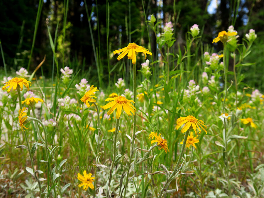 Oregon sunshine & owl's-clover (Eriophyllum lanatum, Orthocarpus cuspidatus ssp. cuspidatus) [Hinkle Lake Trail, Rogue River-Siskiyou National Forest, Josephine County, Oregon]
