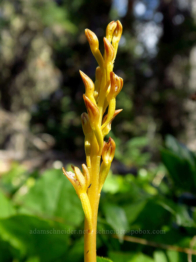 very yellow spotted coral-root orchid (Corallorhiza maculata) [Hinkle Lake Trail, Rogue River-Siskiyou National Forest, Josephine County, Oregon]