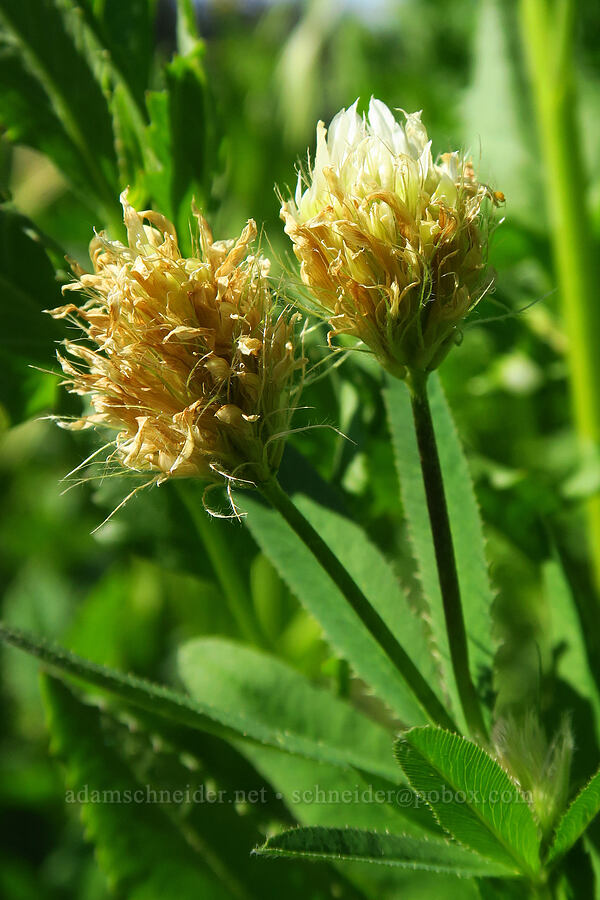 long-stalk clover (Trifolium longipes) [Hinkle Lake Trail, Rogue River-Siskiyou National Forest, Josephine County, Oregon]