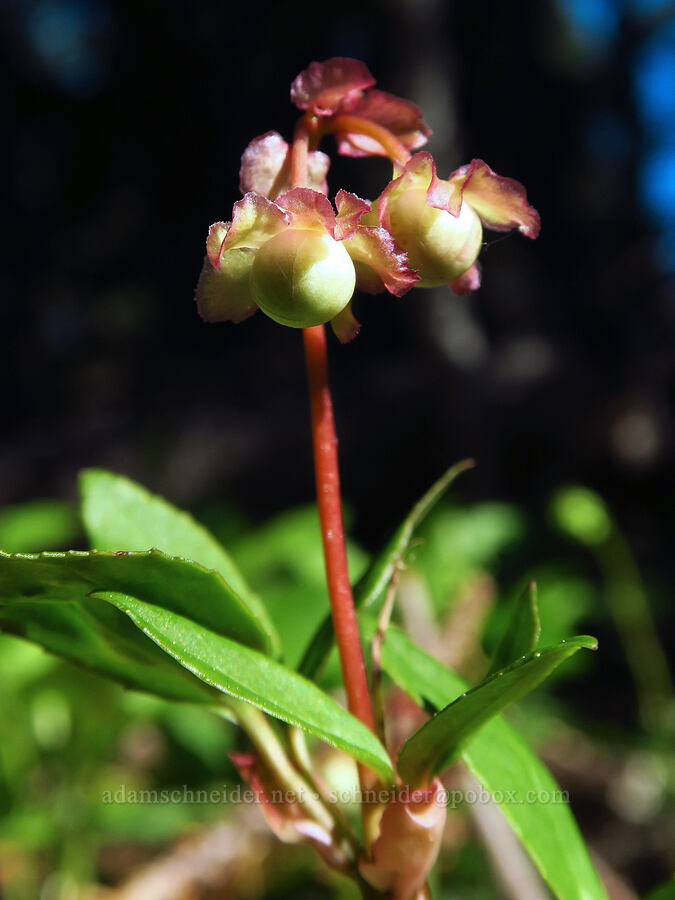 little pipsissewa, budding (Chimaphila menziesii) [Hinkle Lake Trail, Rogue River-Siskiyou National Forest, Josephine County, Oregon]