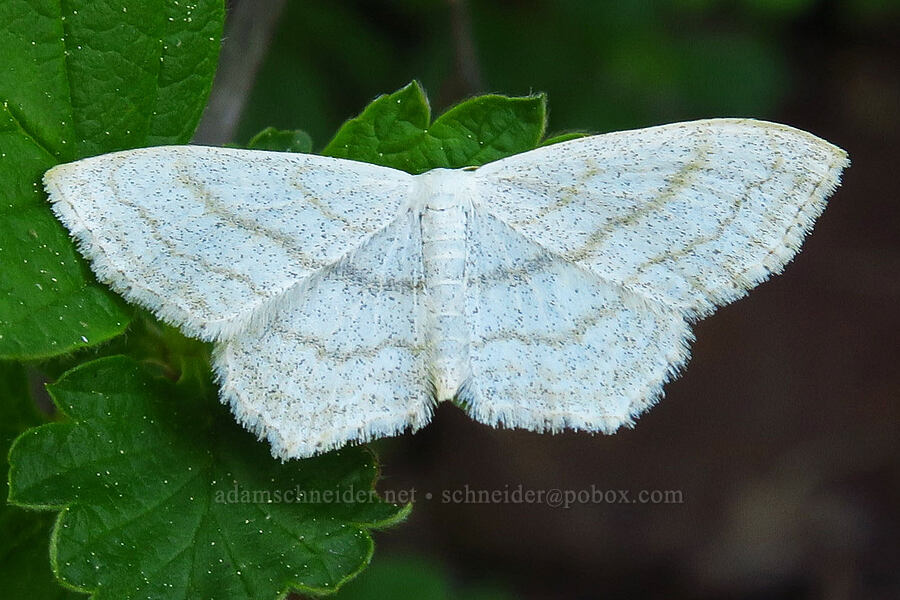 simple wave moth (Scopula junctaria) [Hinkle Lake Trail, Rogue River-Siskiyou National Forest, Josephine County, Oregon]