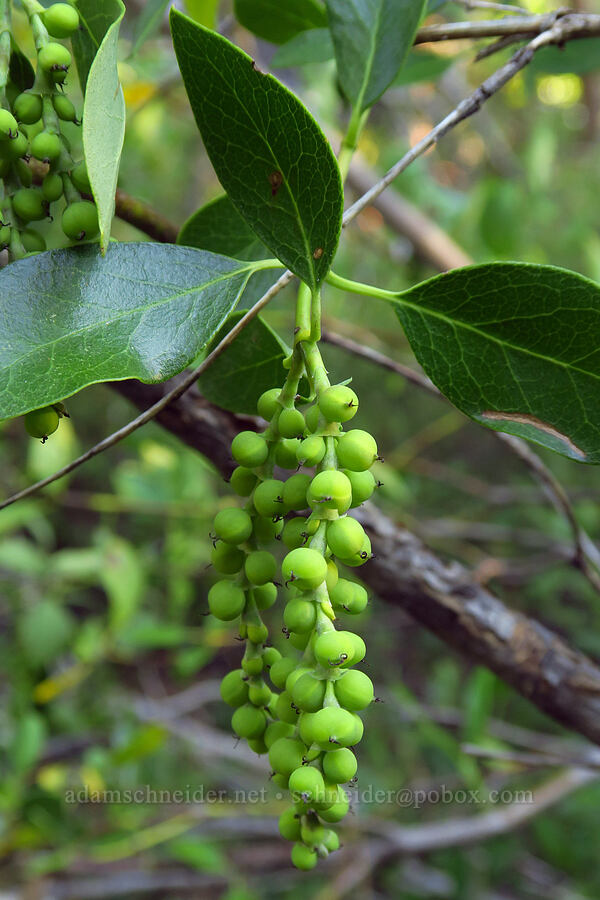 Fremont's silk tassel (bear-brush) fruit (Garrya fremontii) [Forest Road 1040, Rogue River-Siskiyou National Forest, Siskiyou County, California]