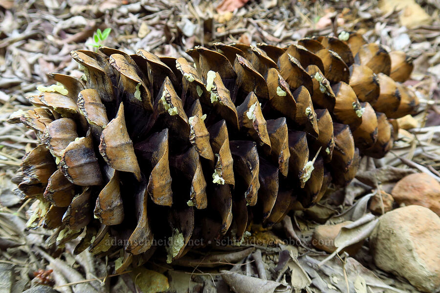 sugar pine cone (Pinus lambertiana) [Forest Road 1040, Rogue River-Siskiyou National Forest, Siskiyou County, California]