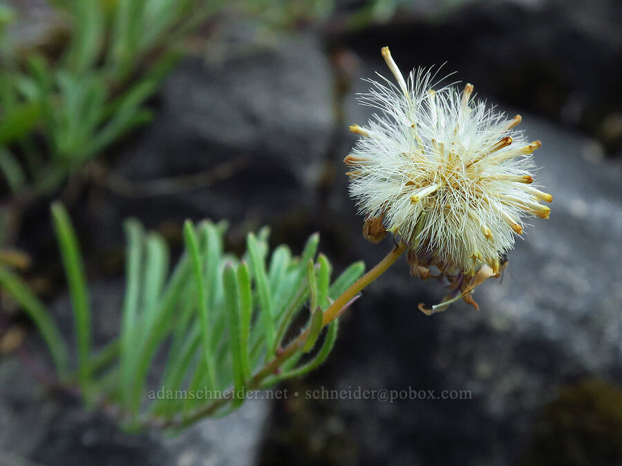 Klamath daisy/fleabane, gone to seed (Erigeron klamathensis (Erigeron breweri var. klamathensis)) [Forest Road 1040, Rogue River-Siskiyou National Forest, Siskiyou County, California]