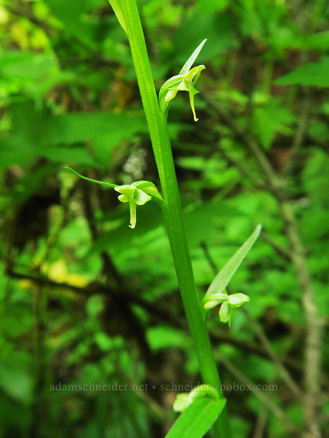 green bog orchid with sparse flowers (Platanthera stricta (Habenaria saccata)) [Damfino Lakes Trail, Mt. Baker-Snoqualmie National Forest, Whatcom County, Washington]