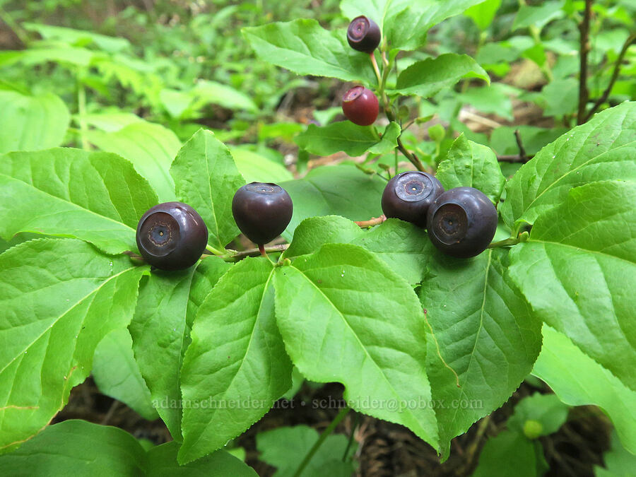 black huckleberries (Vaccinium membranaceum) [Damfino Lakes Trail, Mt. Baker-Snoqualmie National Forest, Whatcom County, Washington]
