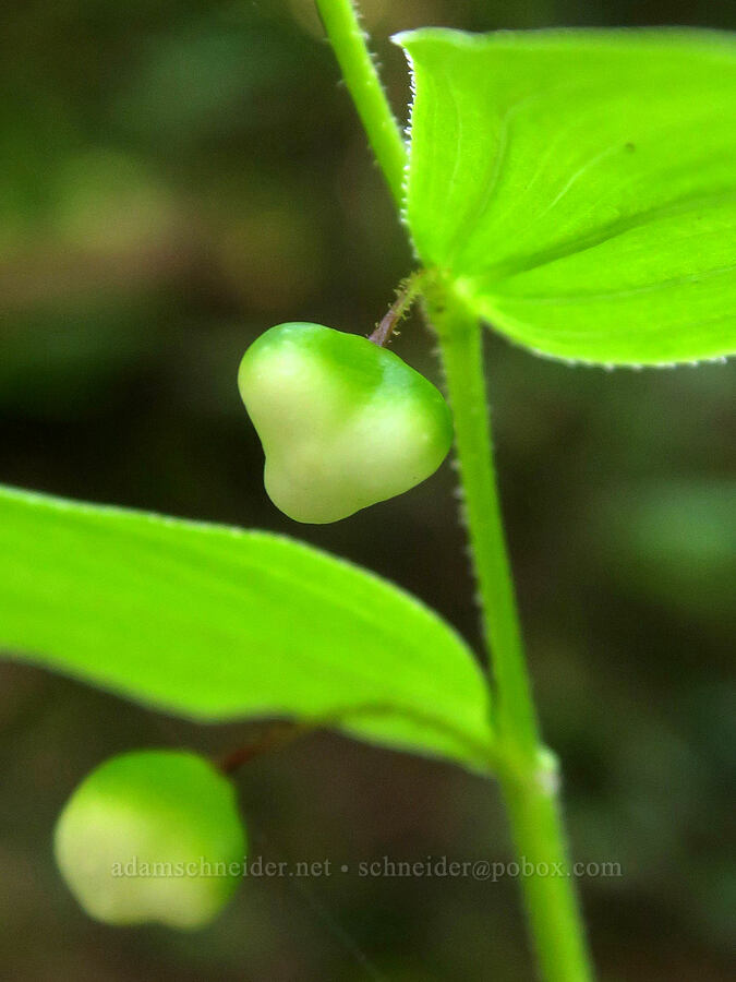 unripe rosy twisted-stalk berries (Streptopus lanceolatus (Streptopus roseus)) [Damfino Lakes Trail, Mt. Baker-Snoqualmie National Forest, Whatcom County, Washington]