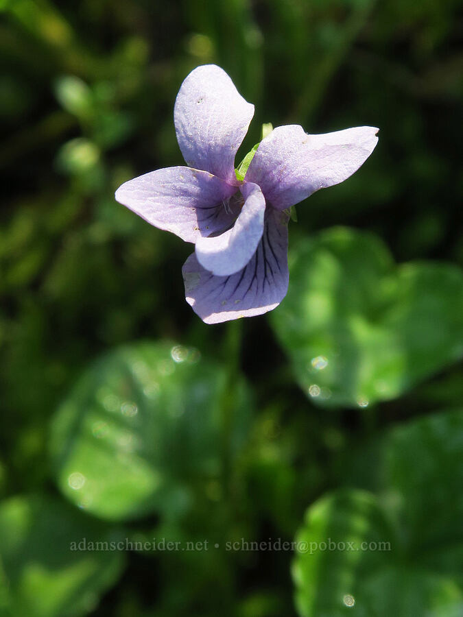 marsh violet (Viola palustris) [Damfino Lakes Trail, Mt. Baker-Snoqualmie National Forest, Whatcom County, Washington]