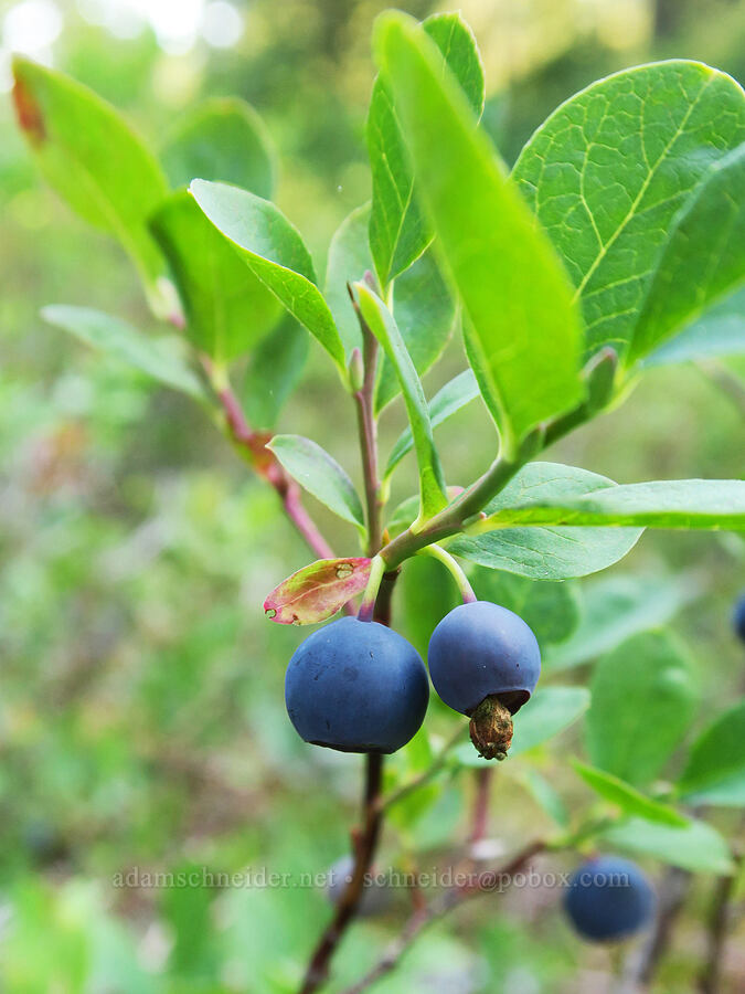 Cascades blueberries/bilberries (Vaccinium deliciosum) [Damfino Lakes Trail, Mt. Baker-Snoqualmie National Forest, Whatcom County, Washington]