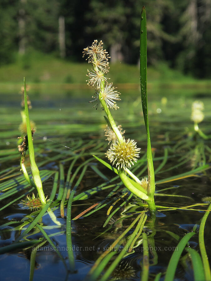 narrow-leaf (floating) bur-reed (Sparganium angustifolium) [Damfino Lakes Trail, Mt. Baker-Snoqualmie National Forest, Whatcom County, Washington]