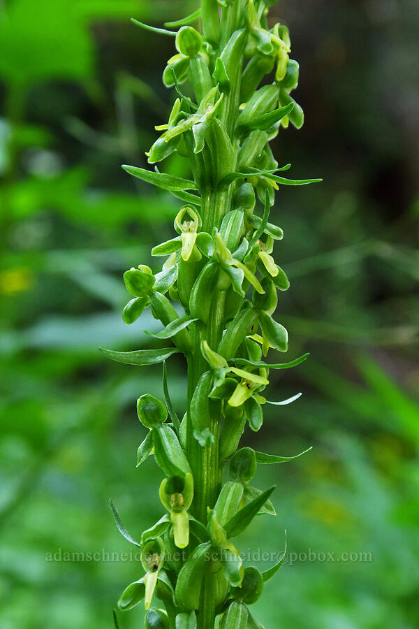 green bog orchid (Platanthera stricta (Habenaria saccata)) [Damfino Lakes Trail, Mt. Baker-Snoqualmie National Forest, Whatcom County, Washington]