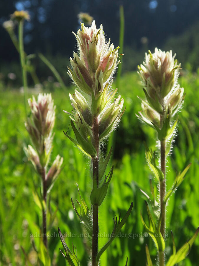 white paintbrush (Castilleja parviflora var. albida) [Damfino Lakes Trail, Mt. Baker-Snoqualmie National Forest, Whatcom County, Washington]