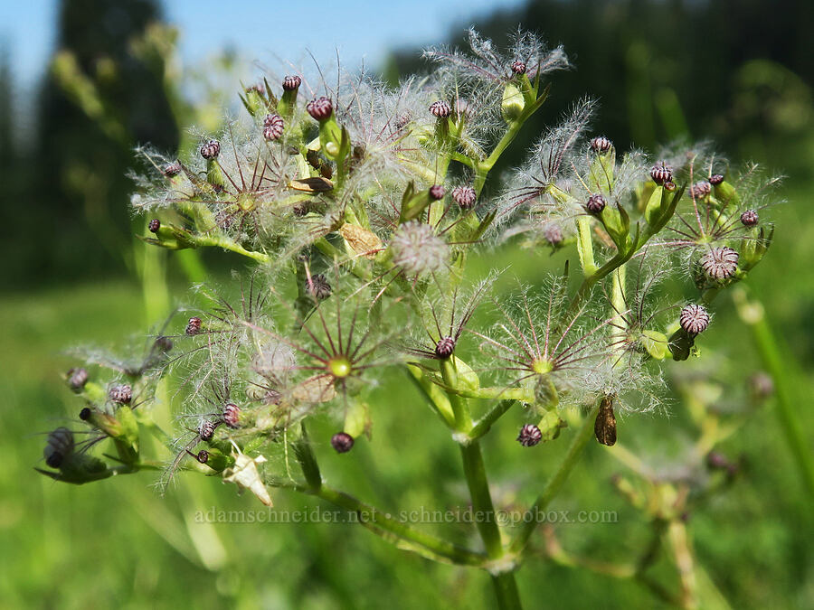 Sitka valerian seeds (Valeriana sitchensis) [Damfino Lakes Trail, Mt. Baker-Snoqualmie National Forest, Whatcom County, Washington]