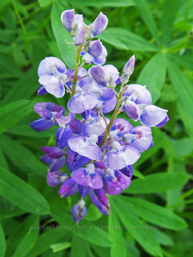 lupine from above (Lupinus latifolius) [Damfino Lakes Trail, Mt. Baker-Snoqualmie National Forest, Whatcom County, Washington]