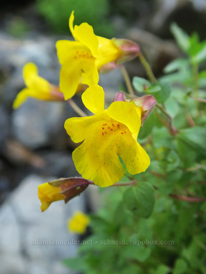 subalpine monkeyflower (Erythranthe caespitosa (Mimulus caespitosus)) [Damfino Lakes Trail, Mt. Baker-Snoqualmie National Forest, Whatcom County, Washington]
