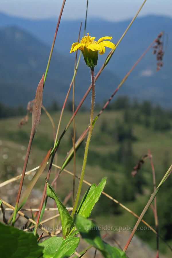 sticky-leaf arnica (Arnica ovata (Arnica diversifolia)) [Excelsior Peak, Mt. Baker-Snoqualmie National Forest, Whatcom County, Washington]