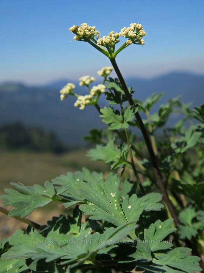 Cascade desert parsley (Lomatium martindalei) [Excelsior Peak, Mt. Baker-Snoqualmie National Forest, Whatcom County, Washington]