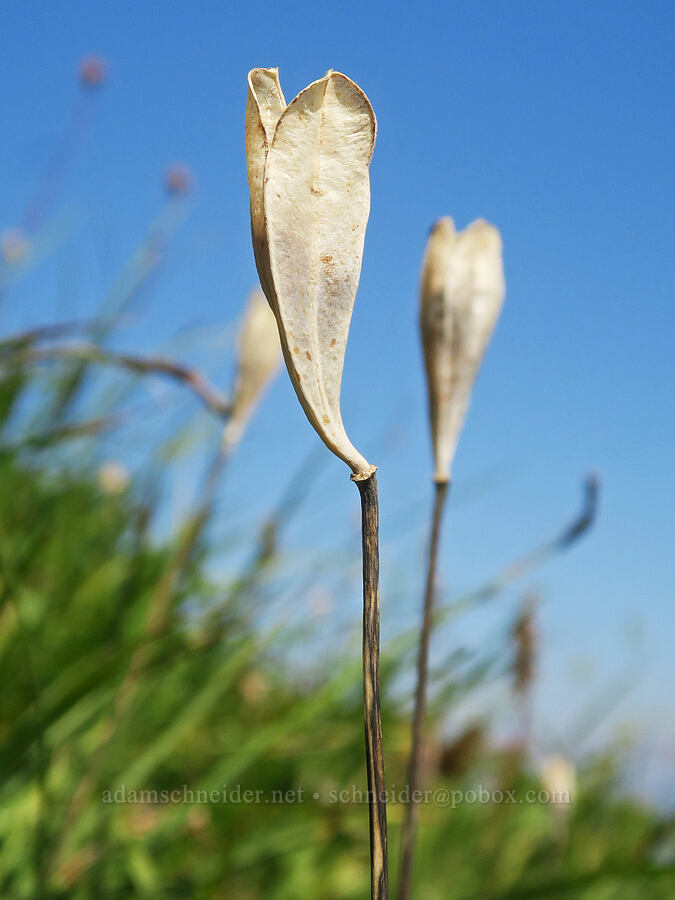 glacier lily seed pods (Erythronium grandiflorum) [Excelsior Peak, Mt. Baker Wilderness, Whatcom County, Washington]