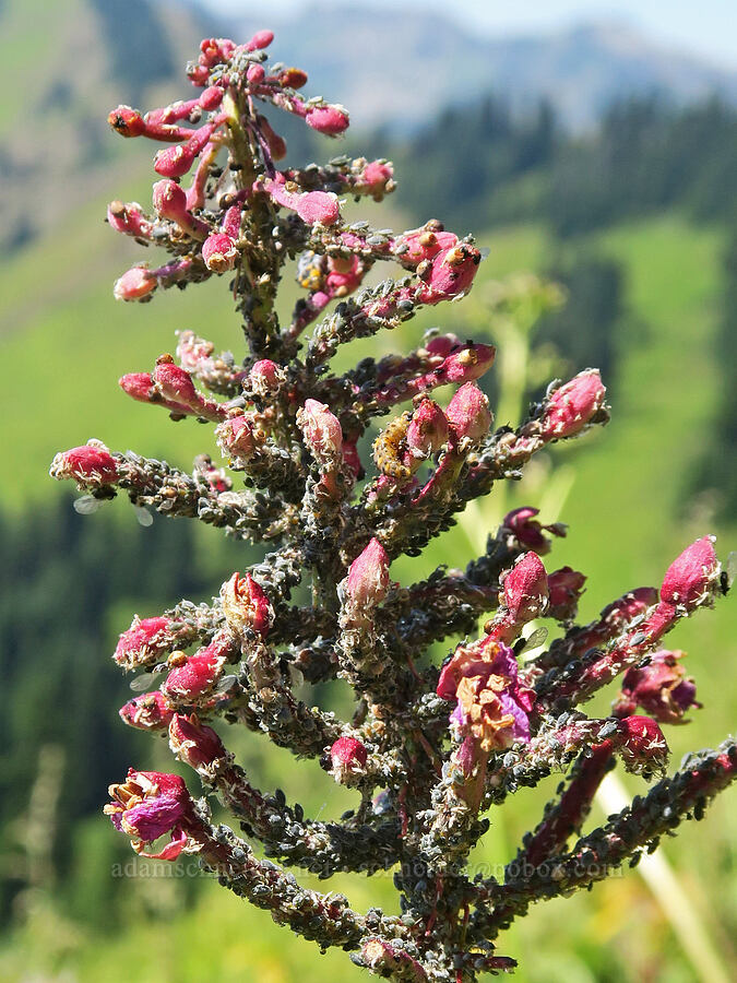 fireweed, covered in bugs (Chamerion angustifolium (Chamaenerion angustifolium) (Epilobium angustifolium)) [High Divide Trail, Mt. Baker Wilderness, Whatcom County, Washington]