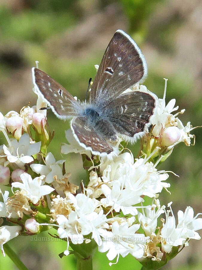 arctic blue butterfly on Sitka valerian (Plebejus glandon (Agriades glandon), Valeriana sitchensis) [High Divide Trail, Mt. Baker-Snoqualmie National Forest, Whatcom County, Washington]