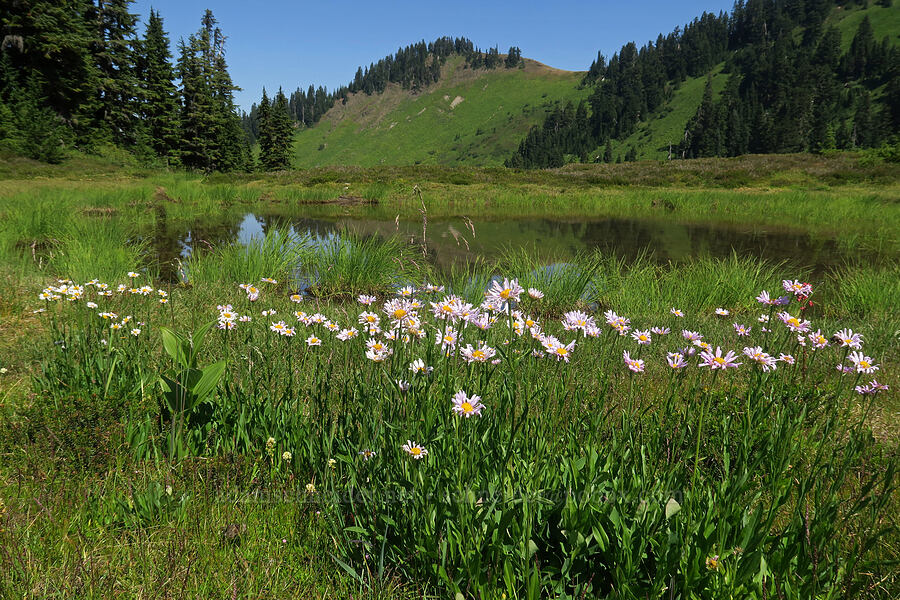 subalpine fleabane (Erigeron glacialis var. glacialis) [Damfino Lakes Trail, Mt. Baker-Snoqualmie National Forest, Whatcom County, Washington]