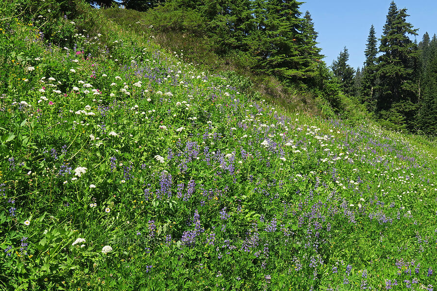 wildflowers [Damfino Lakes Trail, Mt. Baker-Snoqualmie National Forest, Whatcom County, Washington]