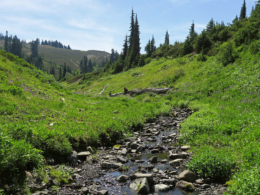stream & wildflowers [Damfino Lakes Trail, Mt. Baker-Snoqualmie National Forest, Whatcom County, Washington]