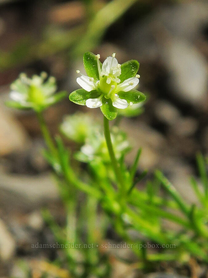 alpine pearlwort (Sagina saginoides) [Damfino Lakes Trail, Mt. Baker-Snoqualmie National Forest, Whatcom County, Washington]