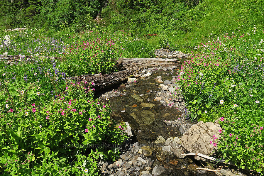 wildflowers [Damfino Lakes Trail, Mt. Baker-Snoqualmie National Forest, Whatcom County, Washington]