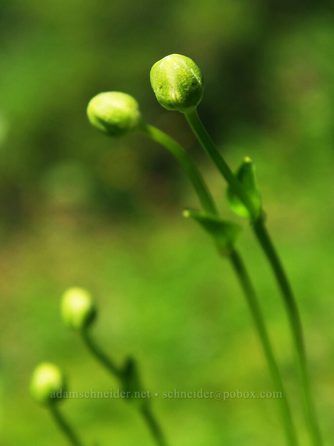 grass-of-Parnassus, budding (Parnassia fimbriata) [Damfino Lakes Trail, Mt. Baker-Snoqualmie National Forest, Whatcom County, Washington]