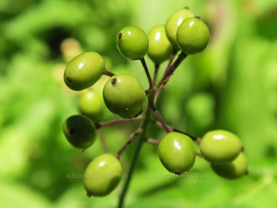 unripe baneberries (Actaea rubra) [Damfino Lakes Trail, Mt. Baker-Snoqualmie National Forest, Whatcom County, Washington]