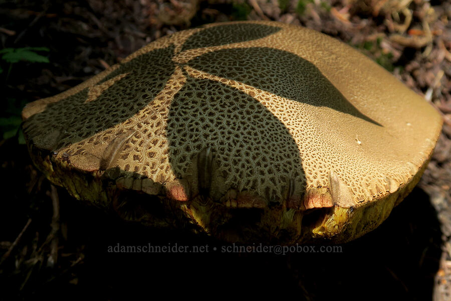 leaf shadows on a huge bolete mushroom (Boletus sp.) [Damfino Lakes Trail, Mt. Baker-Snoqualmie National Forest, Whatcom County, Washington]