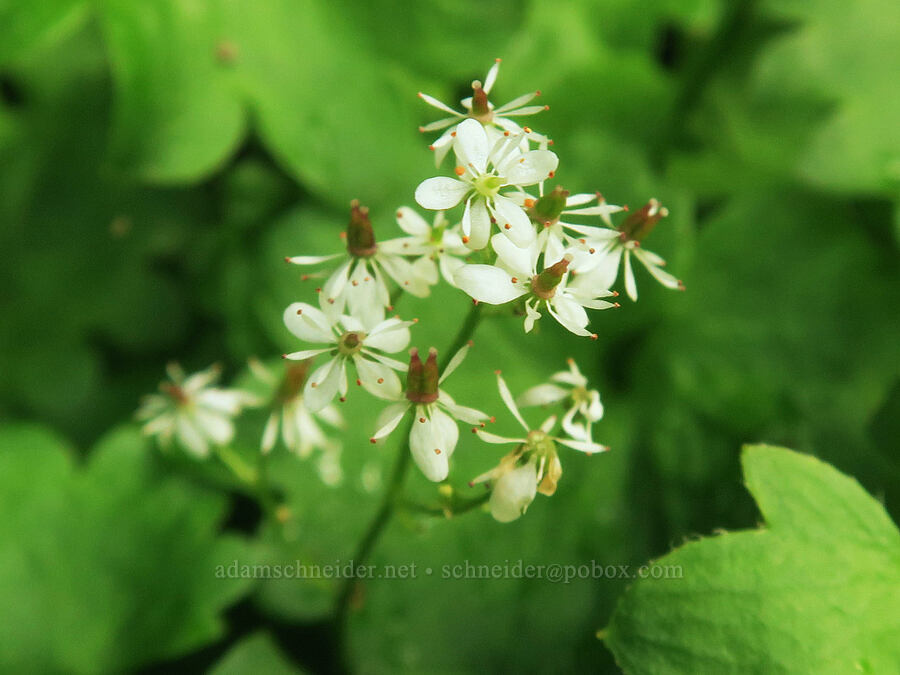 Nelson's saxifrage (Micranthes nelsoniana var. cascadensis (Saxifraga nelsoniana)) [Skyline Trail, Mt. Rainier National Park, Pierce County, Washington]