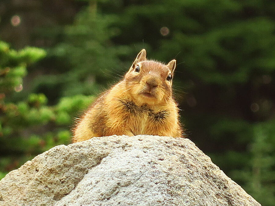 golden-mantled ground squirrel (Callospermophilus saturatus (Spermophilus saturatus)) [Skyline Trail, Mt. Rainier National Park, Washington]
