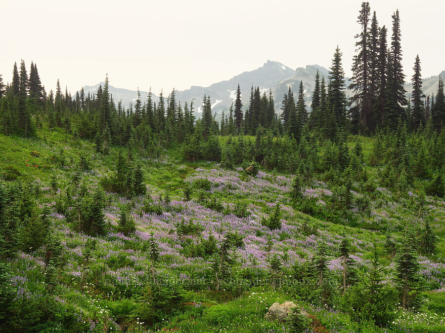 lupines & other wildflowers (Lupinus latifolius) [Skyline Trail, Mt. Rainier National Park, Pierce County, Washington]