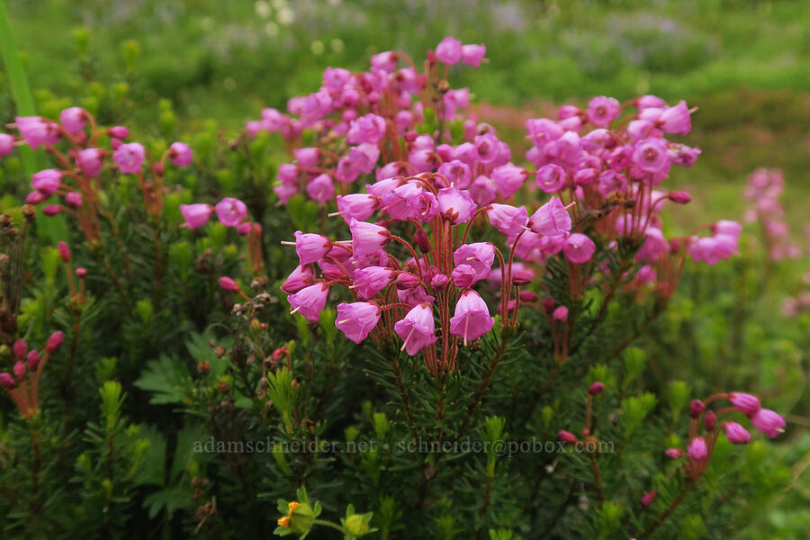 pink mountain heather (Phyllodoce empetriformis) [Skyline Trail, Mt. Rainier National Park, Pierce County, Washington]