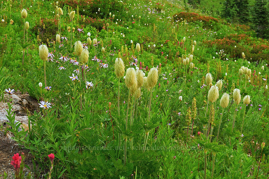 western pasqueflower seed-heads (Anemone occidentalis (Pulsatilla occidentalis)) [Skyline Trail, Mt. Rainier National Park, Pierce County, Washington]