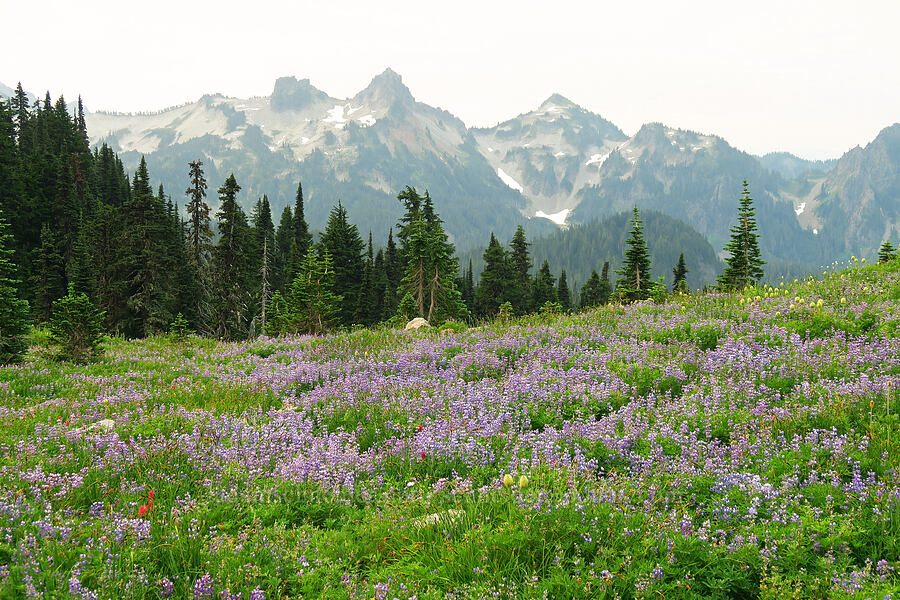 lupines & the Tatoosh Range (Lupinus latifolius) [Skyline Trail, Mt. Rainier National Park, Pierce County, Washington]