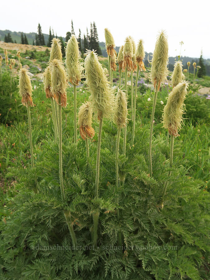 skinny western pasqueflower seed-heads (Anemone occidentalis (Pulsatilla occidentalis)) [Skyline Trail, Mt. Rainier National Park, Pierce County, Washington]