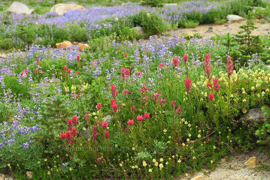 wildflowers (Castilleja parviflora var. oreopola, Luetkea pectinata, Lupinus latifolius) [Skyline Trail, Mt. Rainier National Park, Pierce County, Washington]
