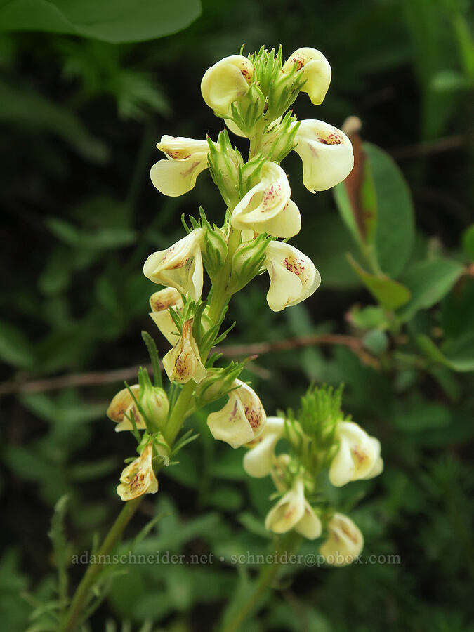 sickle-top lousewort (Pedicularis racemosa) [Skyline Trail, Mt. Rainier National Park, Pierce County, Washington]