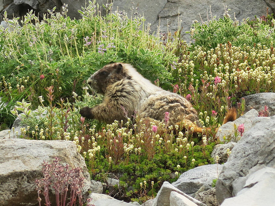 hoary marmot (Marmota caligata) [Skyline Trail, Mt. Rainier National Park, Pierce County, Washington]