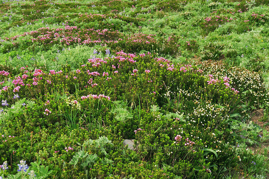 pink & white mountain heather (Phyllodoce empetriformis, Cassiope mertensiana) [Skyline Trail, Mt. Rainier National Park, Pierce County, Washington]