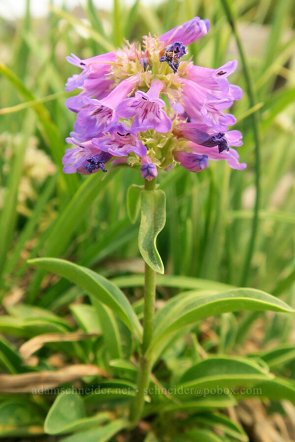 small-flowered penstemon (Penstemon procerus) [Pebble Creek Trail, Mt. Rainier National Park, Pierce County, Washington]