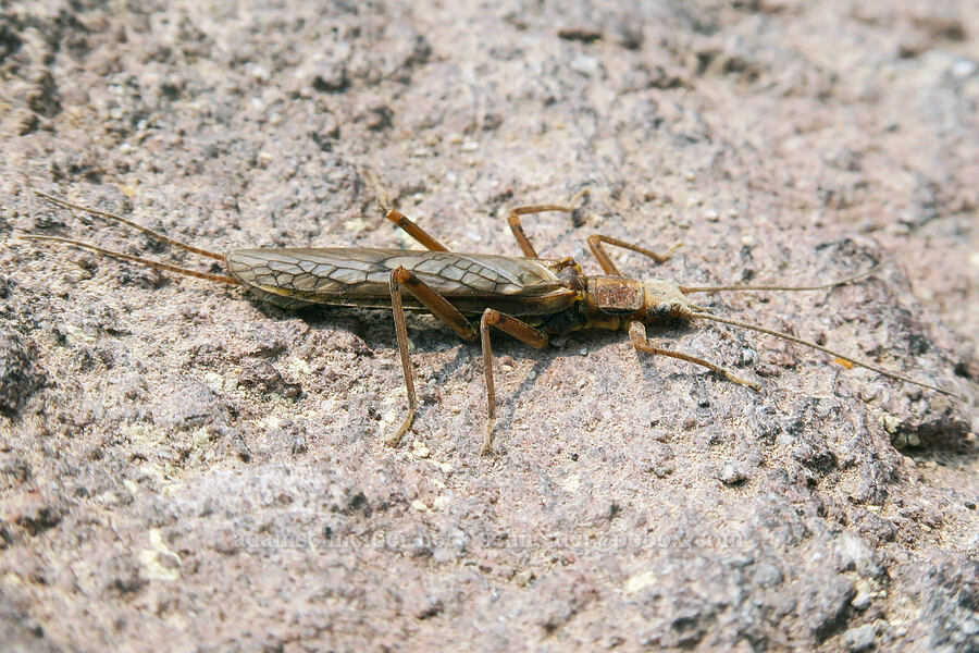 perlodid stonefly [Pebble Creek Trail, Mt. Rainier National Park, Pierce County, Washington]
