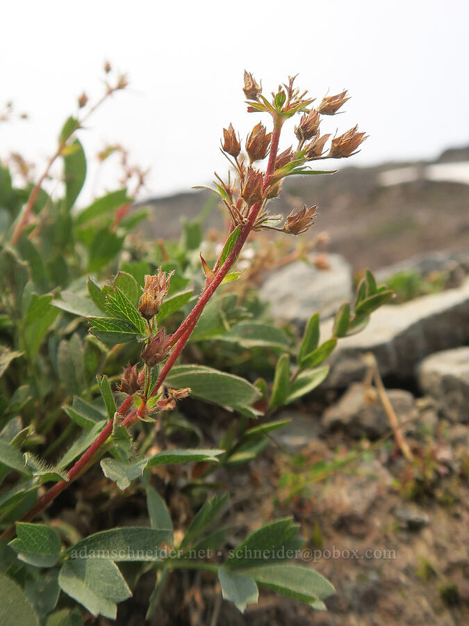 creeping sibbaldia, going to seed (Sibbaldia procumbens (Potentilla sibbaldii)) [Skyline Trail, Mt. Rainier National Park, Pierce County, Washington]